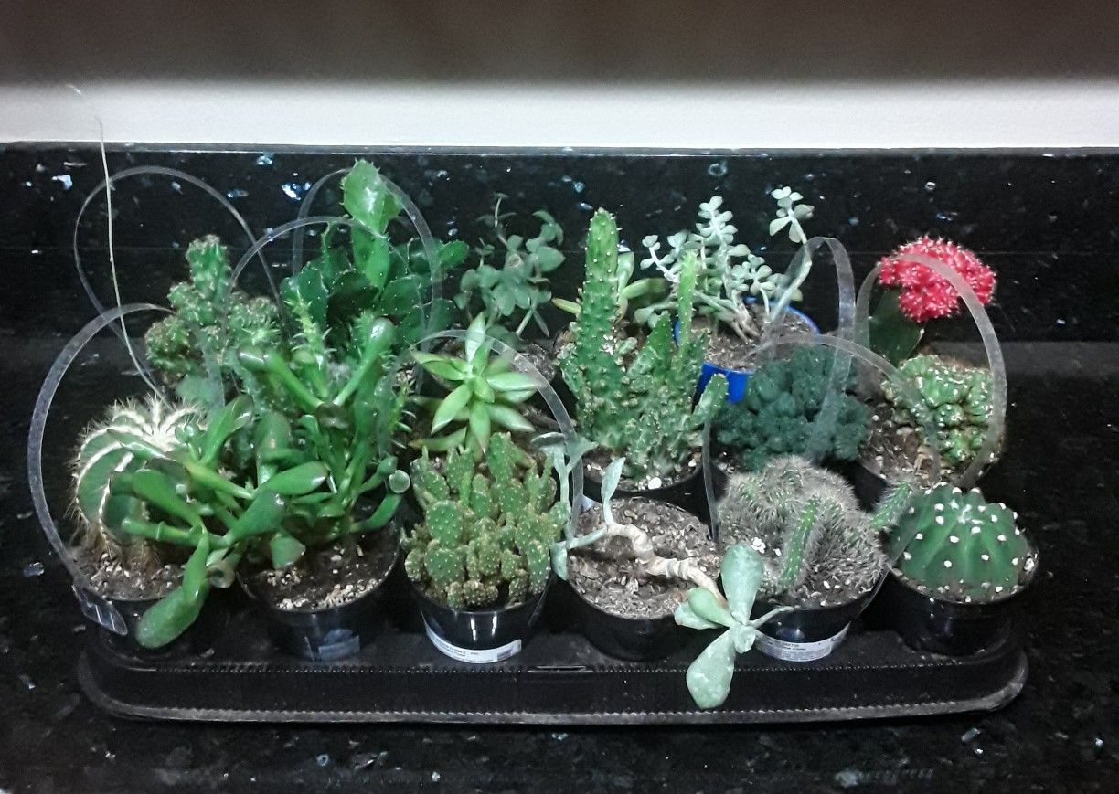 1 Tray of 18 Pot Succulents 4 Inch