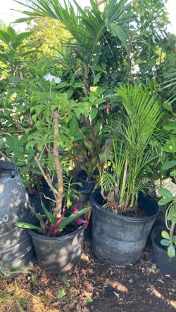 Plant