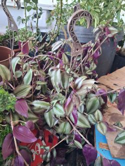 Truck full of plants 100