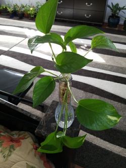 epipremnum aureum money plant