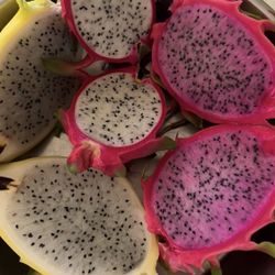 Yellow Flesh Dragon Fruit Plant 