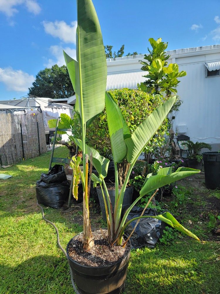Bird Paradise Large Plant