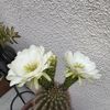 Carlitas Plantitas 🪴