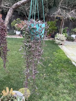 Succulent Plant