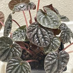 Peperomia Ripple Plant