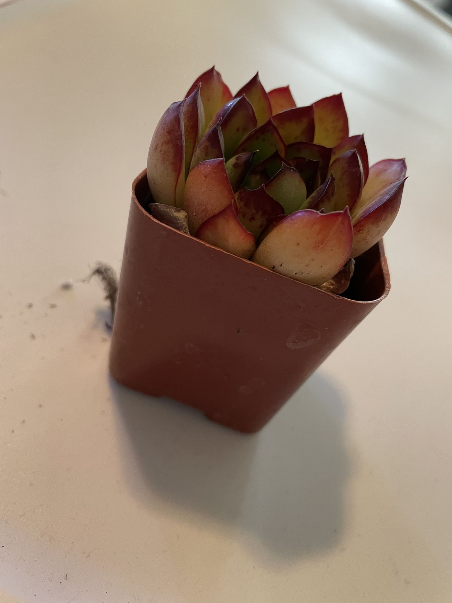 Echeverría Succulent Plants 