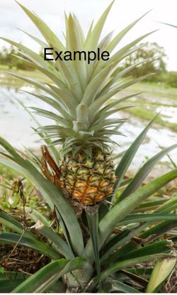 Pineapple Plants/ planta de piñas