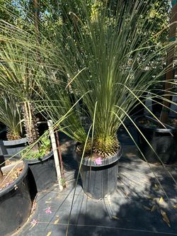 Mexican tree grass 5gal $30, 15gal $125