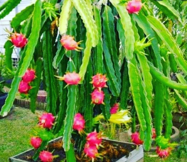 Dragon fruit cactus plant cuttings