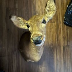 Taxidermy Doe Head