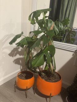 Monstera with 2 planter removable stand set
