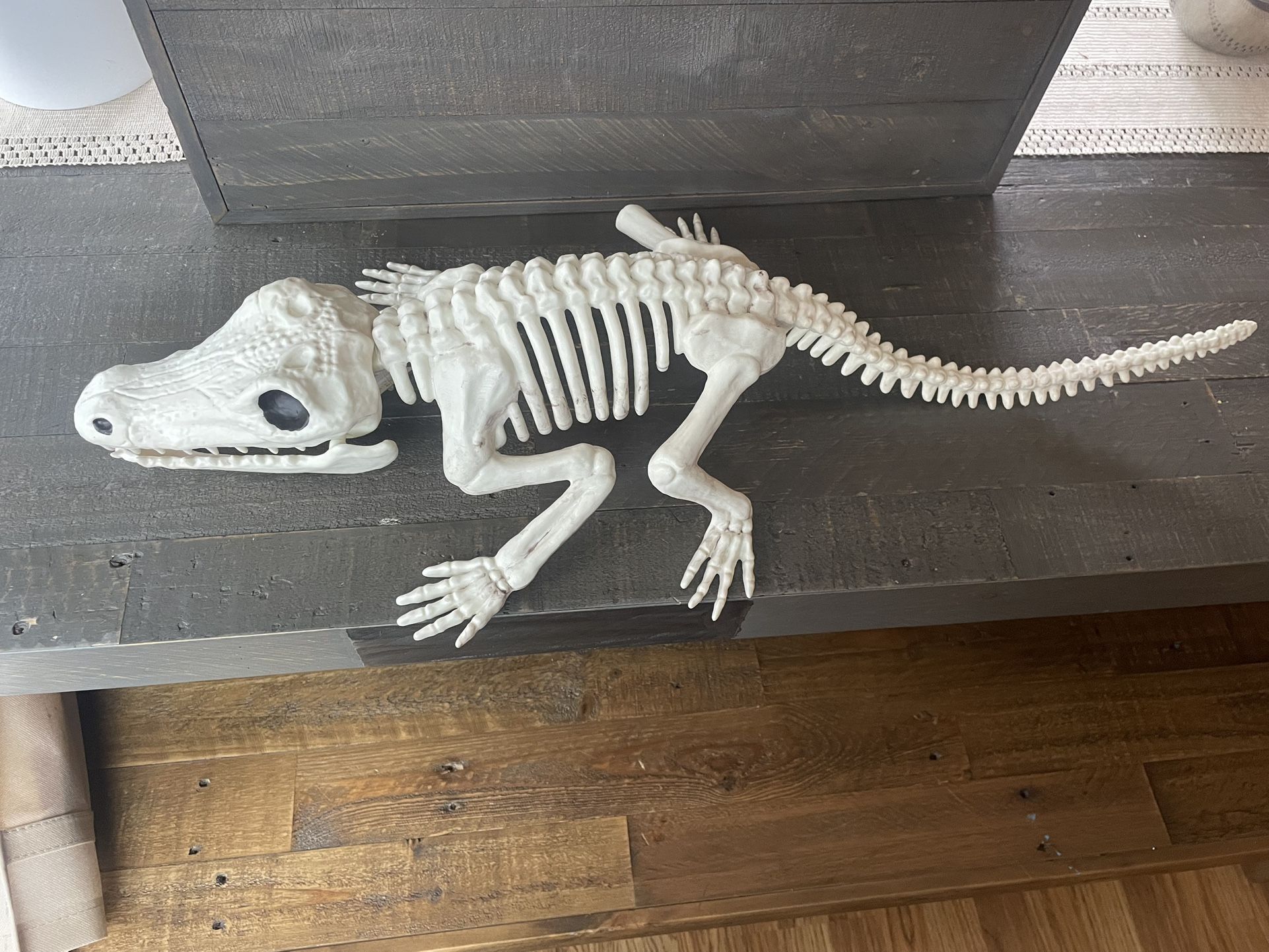 NEW- Giant Skeleton Crocodile / Alligator - Faux