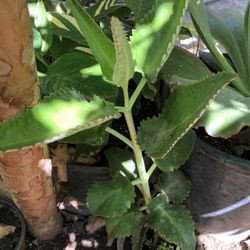Calanchoe