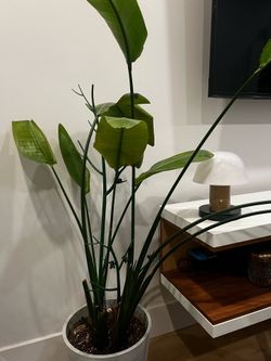 Bloomscape Large Plants with Pots