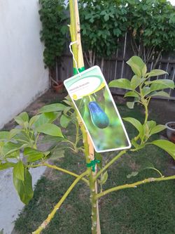 Mexicola Avocado Tree