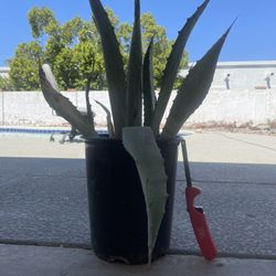 Century Plant or Agave