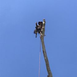 Tree Work