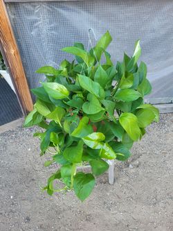 Photos Plant 10" Nursery Pot