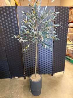6’ Olive Tree with Planter and Spanish Moss