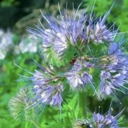 Lacy phacelia plant ... perennial comes back every yr