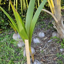 Coconut Palms. Hearty & Healthy. Some Over 3 Ft. Tall. Fast Growing. Will Produce Coconuts. 