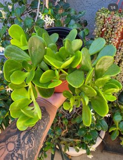 Trailing Jade Plant