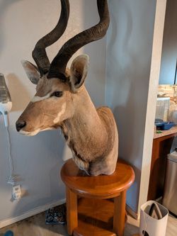 Kudu Shoulder Mount