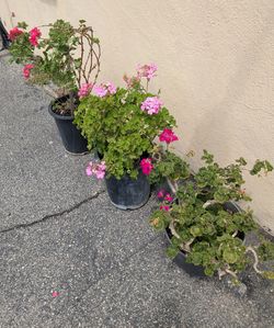 Potted Geranium Plants-Pink& Fuchsia