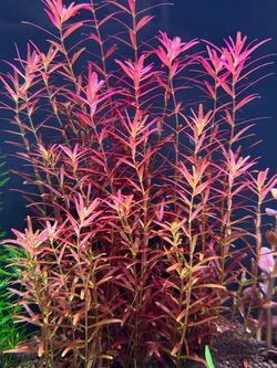 Rotala blood red aquarium plants
