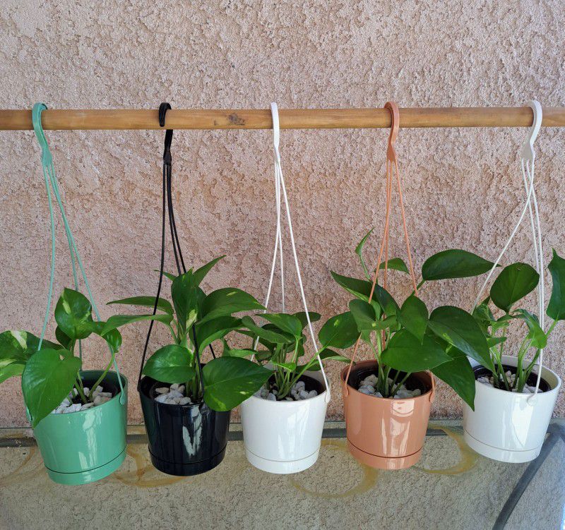 Indoor Pothos Plants 