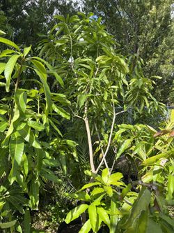 Mango Tree
