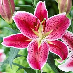 🌺Perennial Lilies
