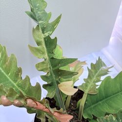 ‘Ring Of Fire’ Philodendron (Variegated Sawtooth) – RARE Collector’s Specimen