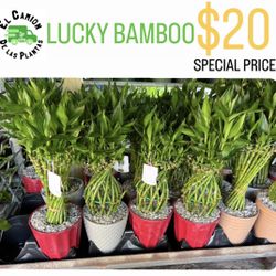 HOME PLANTS- SPECIAL PRICE LUCKY BAMBOO