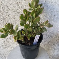 1 Gallon Pot Succulent Plant Crassula Ovata Variegated -  Lemon Lime Jade - Rooted and Established - Drought Resistant 🪴