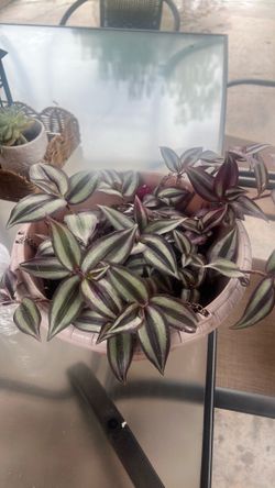 Plants For sale healthy