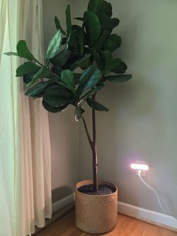 Artificial Tree