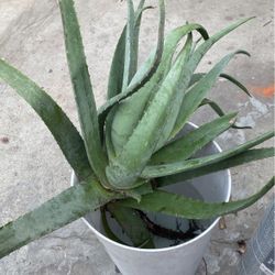 Big Aloe Vera