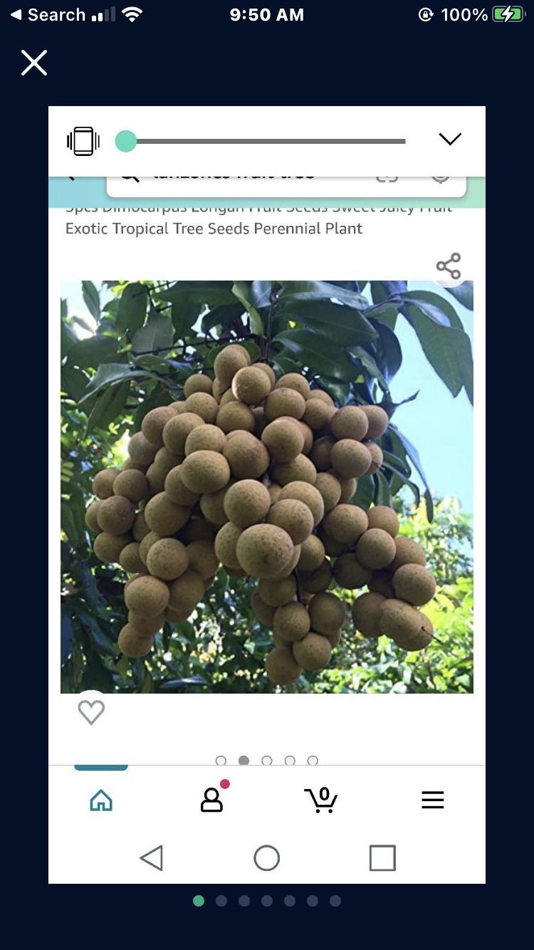 Longan Dragon Eye Long Nhan Starter Plant In 3 Gallon Pot