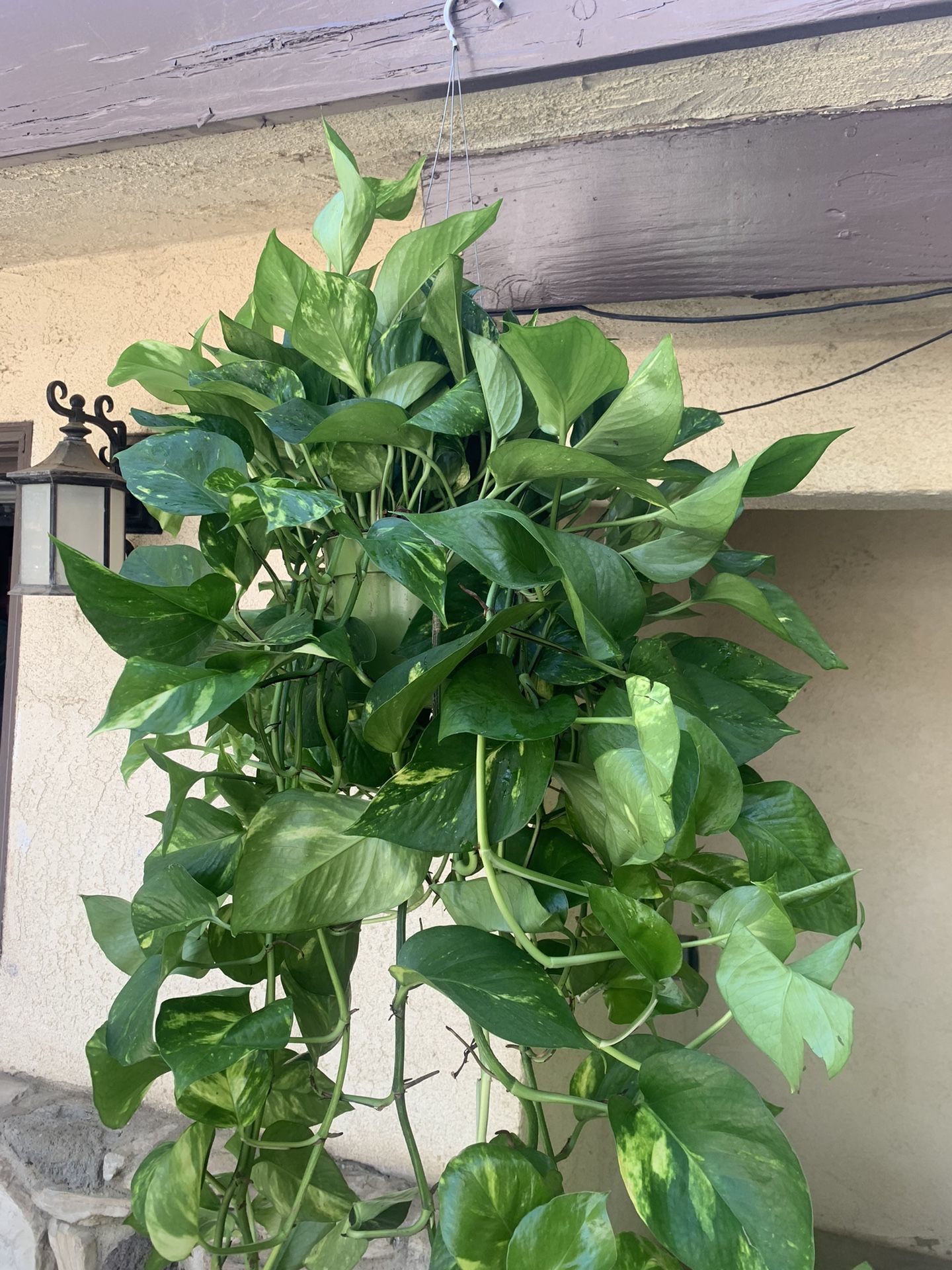 Hanging Indoor Pothos Plants25$ Eac