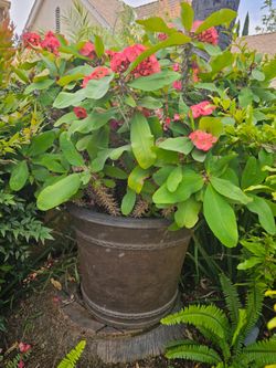 Huge Euphorbia milii (Crown-of-thorns) 3,5 ft plant