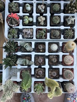 $5+ Cacti & Succulents; Lots of Desert Plants Starting at $5; Most Plants Under $20!