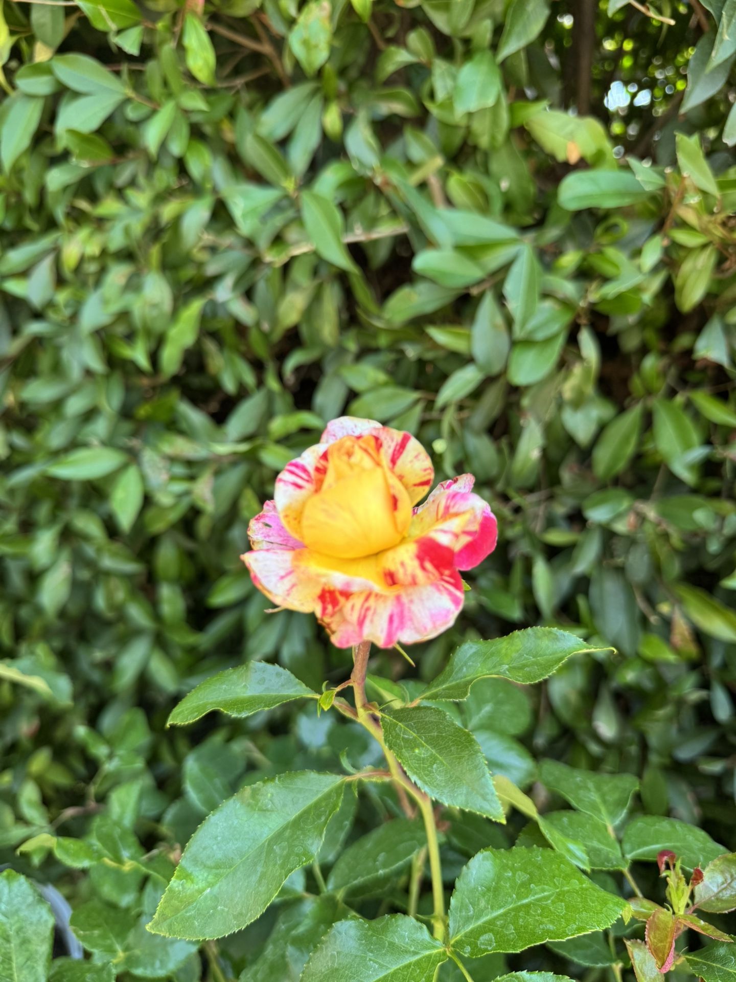 Camille Pissaro Yellow Blend Rose 2G from Home Depot