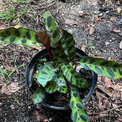Calathea 6” Available