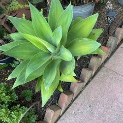 Agave And  Many Other Succulents 