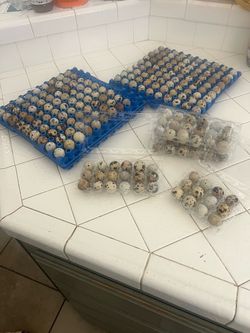 Fresh Quail Eggs – Large Lot