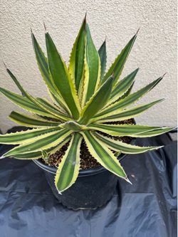 Agave Plant/Maguey