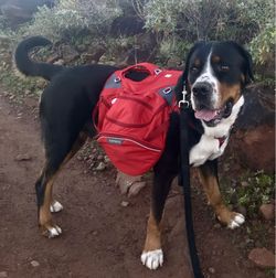 Ruffwear Palisades Dog Pack L/XL