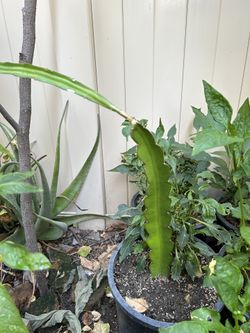 Dragon Fruit Tree On Sale