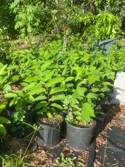 Sugar apple plants $6 each or 3 for $15